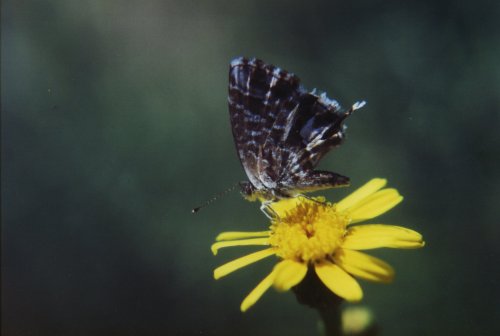 Cacyreus marshalli Geraniumblauwtje Pelargonien-Wanderbläuling - Lycène des Géraniums